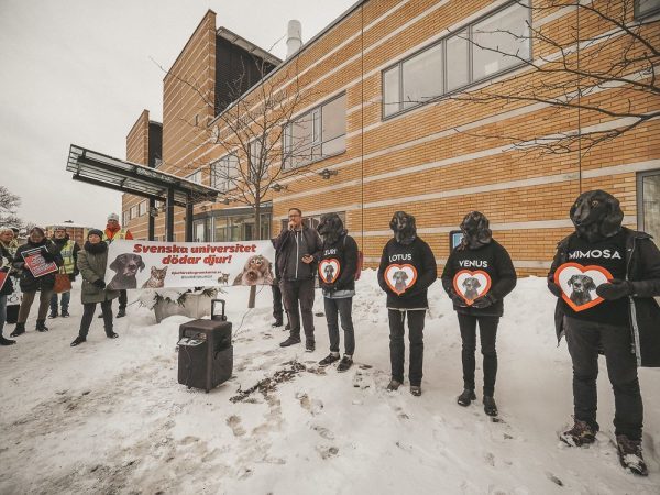 Demonstráció a Göteborgi Egyetem előtt a labradorok életéért