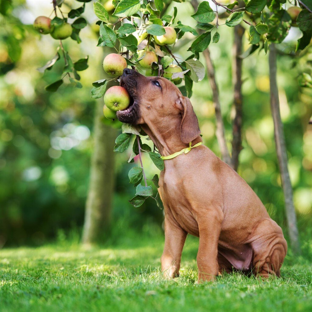 Almát a kutyának - Mossuk meg, mielőtt enne belőle