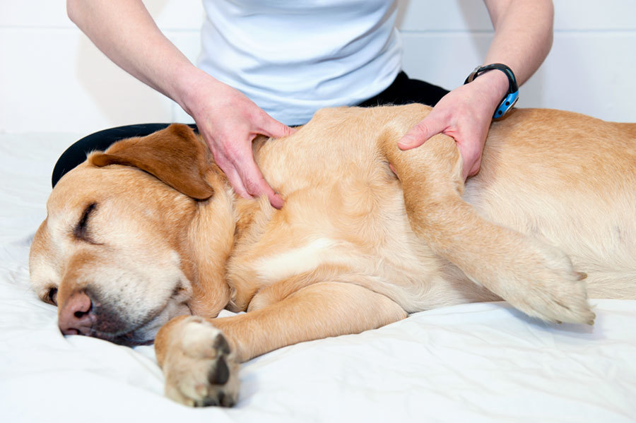 Fizioterápia és masszázs - hozzájárul idős kutyánk mentális és fizikai egészségének megőrzéséhez
