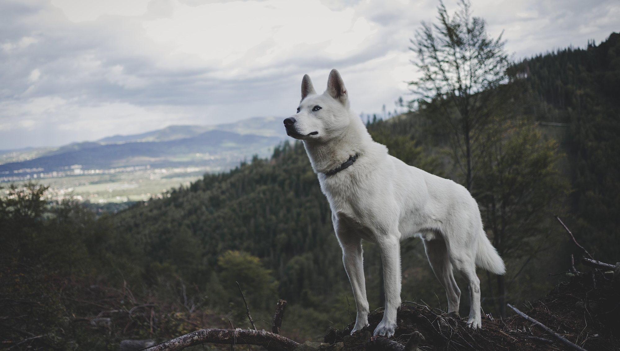 A farkastól genetikailag távolabb álló, modern kutyafajták relatív agymérete nagyobb, mint az ősi, többezer éves fajtáké