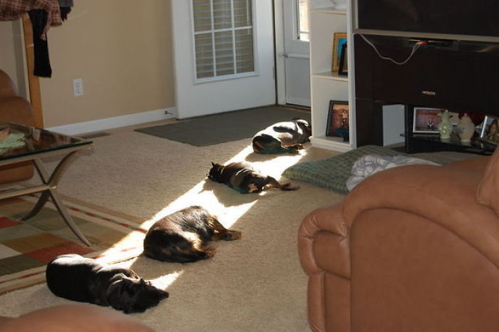 A napfény útját heverésző kutyák jelzik a lakásban... 