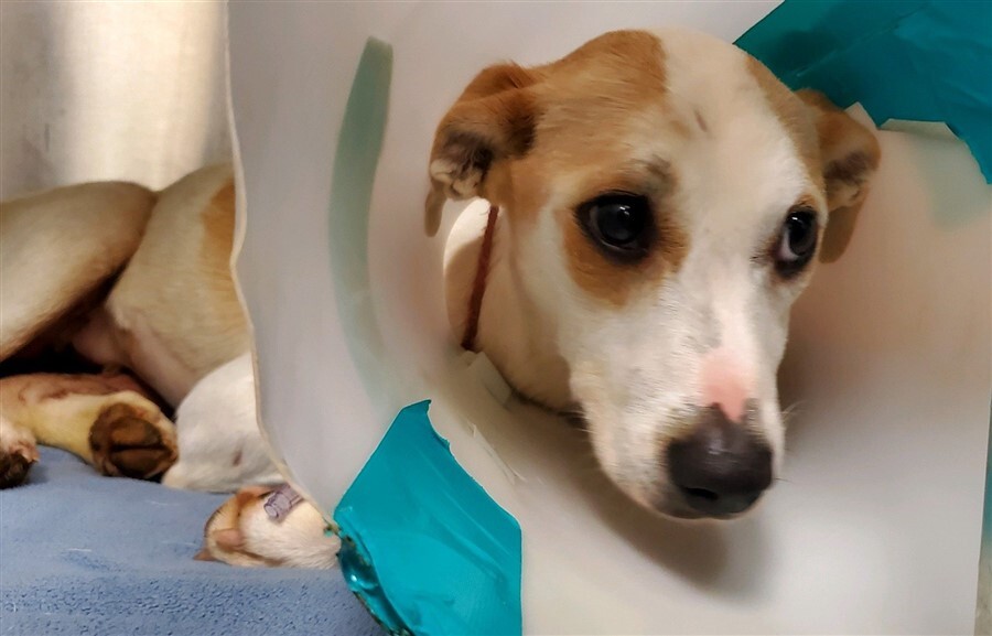 Az állatkórházban megműtötték a kutya törött csípőjét