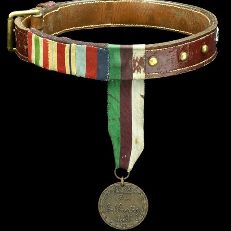 A PDSA Dickin Medal for Gallantry érem