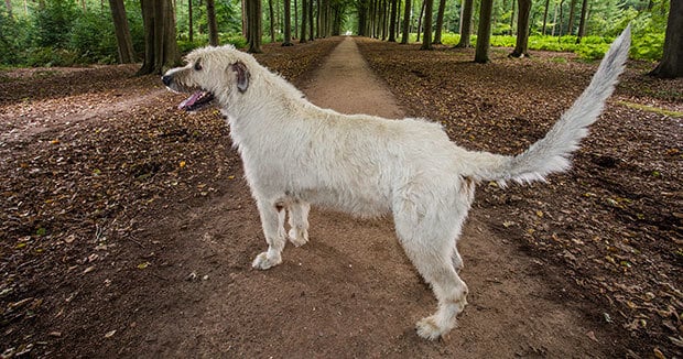 Keon, az ír farkas a kutyafarok-hossz rekorder