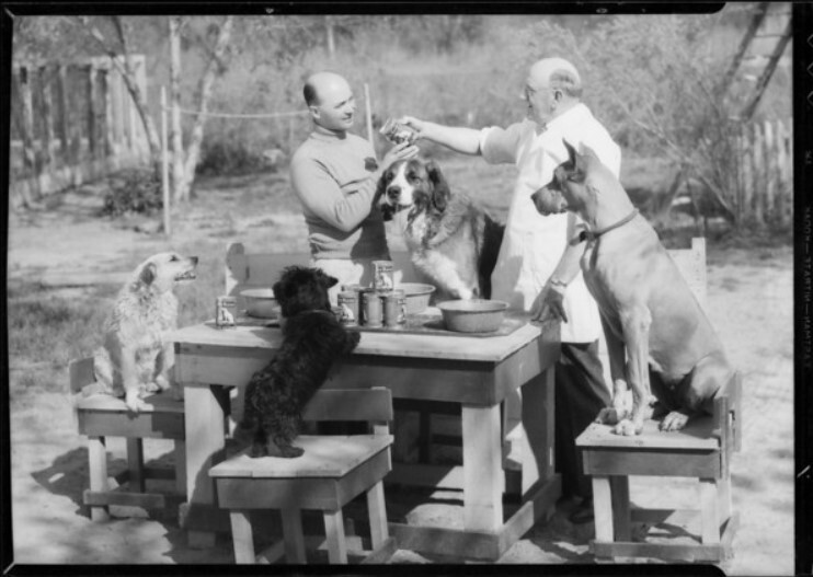 hollywood dog training school hollywood dog training school