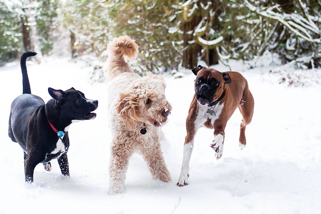 Tél, hideg, hó - szép időben is jólesik a séta, játék más kutyákkal