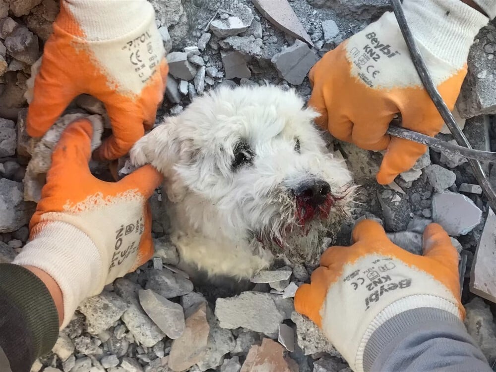 Pamuk, a kis fehér kutya is a romok alatt rekedt a törökországi földrengésben