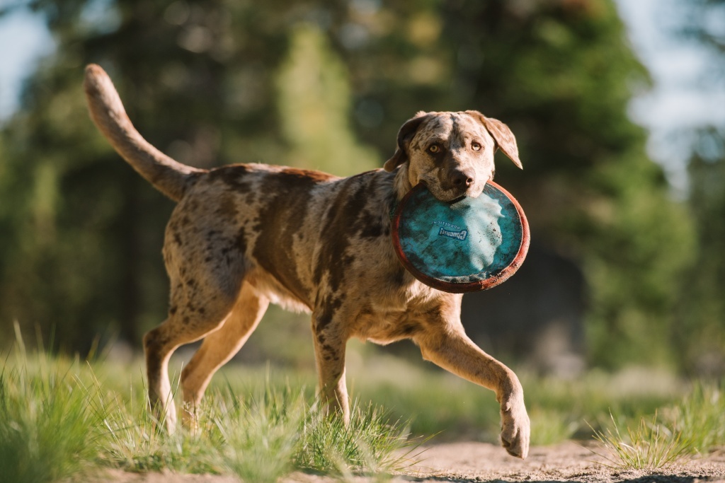 Játék a kutyával - A minőségi időtöltés fontos része