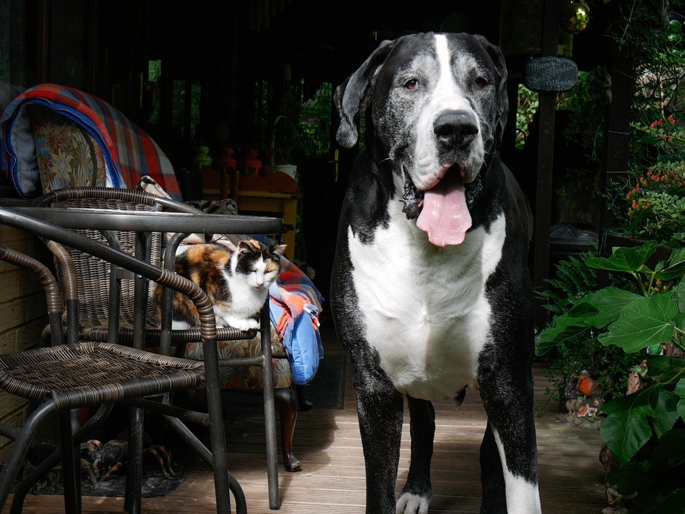 Yogi és Toffee is bizonyítja: lehet kutya és macska között barátság