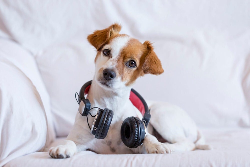 Hogyan hat a hangos zene a kutyára?