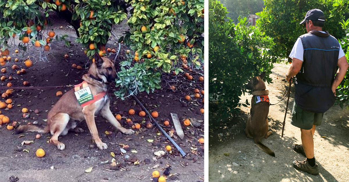 Kutyák segítenek a citrusféléket támadó kór legyőzésében - a növény mellé ülve jelzik a kutyák a betegség jelenlétét