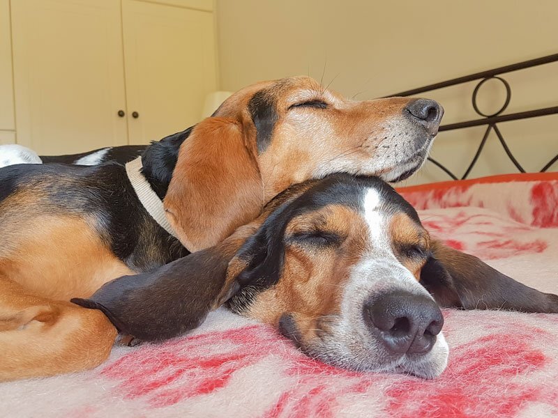 Kötődés kutyáknál - Szívesen alszanak együtt