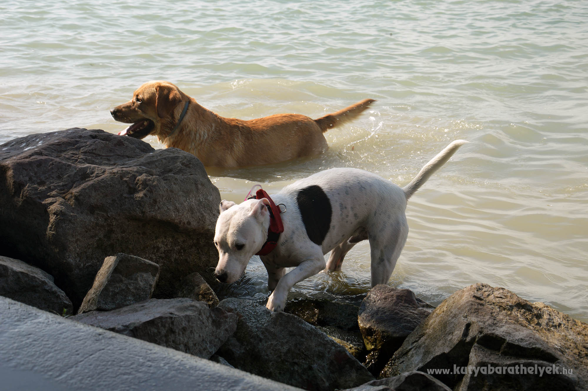 A kutyusok nagyon élvezték a vizet az őszi FALKAstrandon!