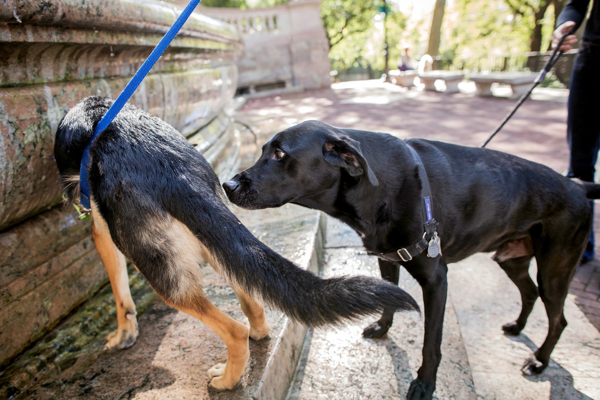 A szagok, illatok, hormonok sok információt árulnak el a kutyáknak egymásról is