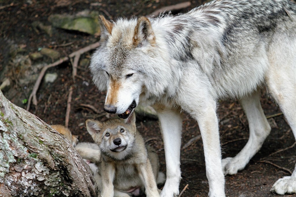 A farkasok segítenek fenntartani a természet egyensúlyát