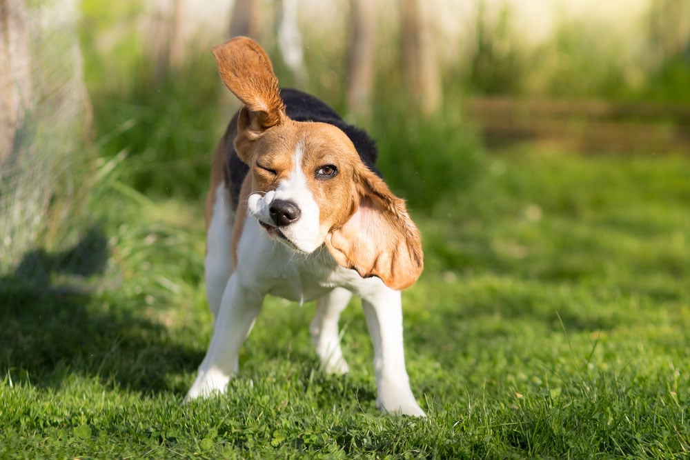 Fülfertőzések, fülbetegségek kutyáknál - Tünet, ha gyakran rázza a fejét
