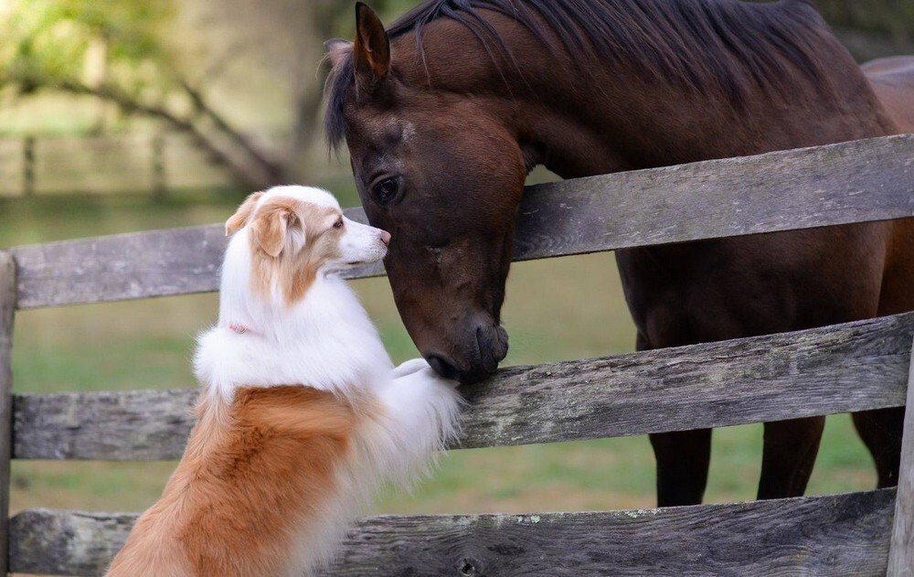 A kutya és a ló között szoros barátság alakulhat ki