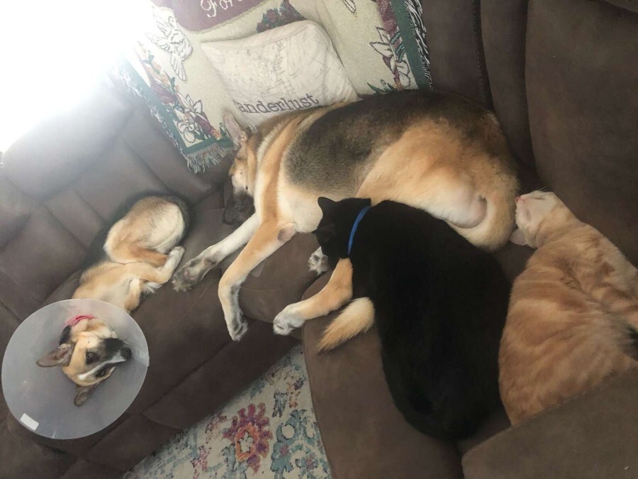 Kutyák és macskák együtt alszanak