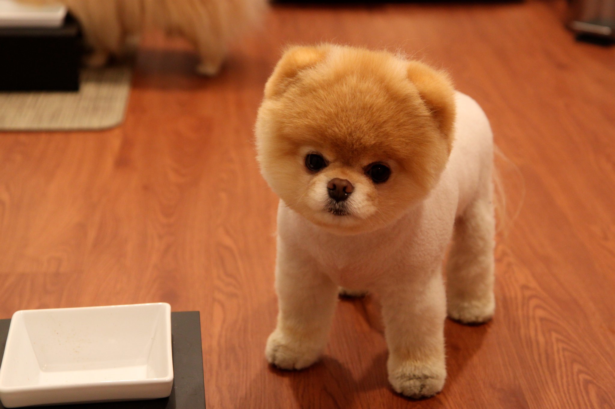 Boo sokak szerint a világ legcukibb kutyája