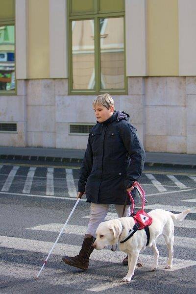 Lili, a vakvezető kutya segít átkelni az úton
