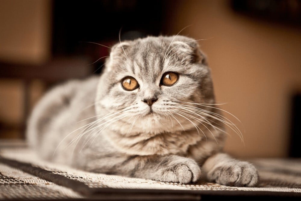 Skót lógófülű macska - Betilthatják a fajtát Hollandiában