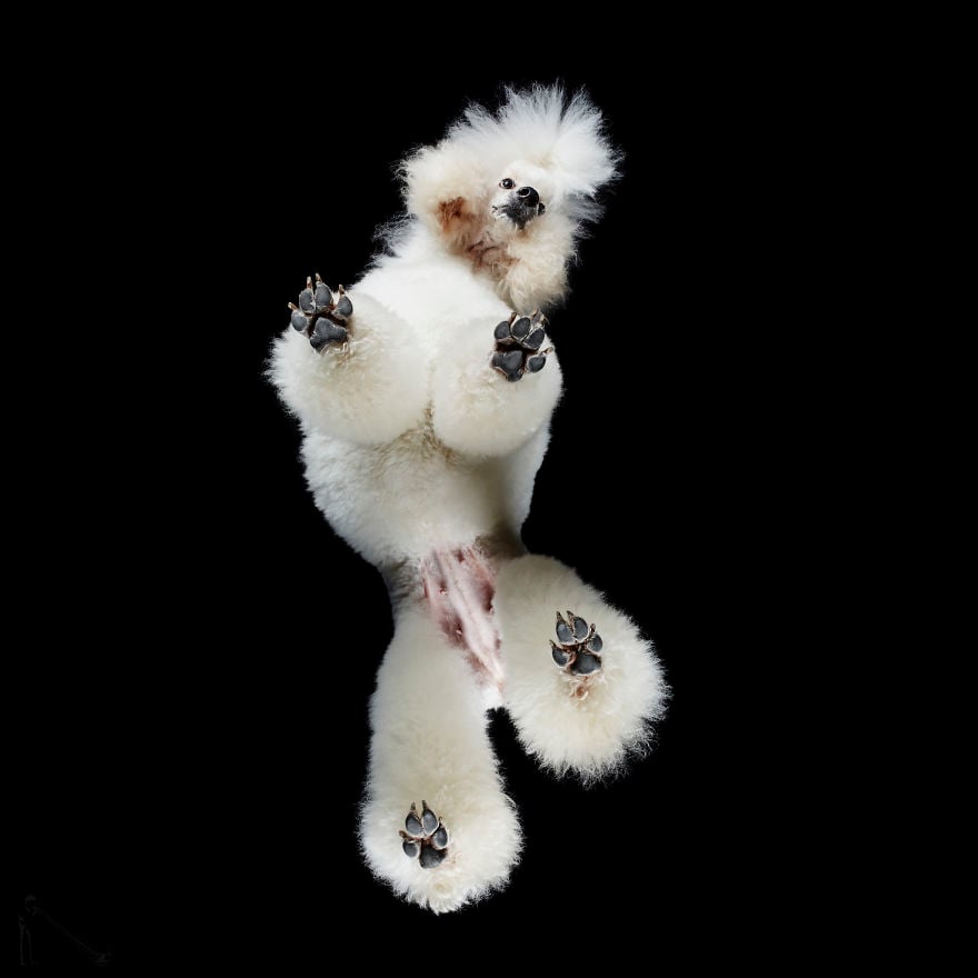Kutyák alulnézetből - jólfésült kutya-modell