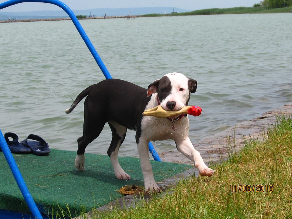 Kedvenc játékával könnyen becsábítható a kutya a vízbe