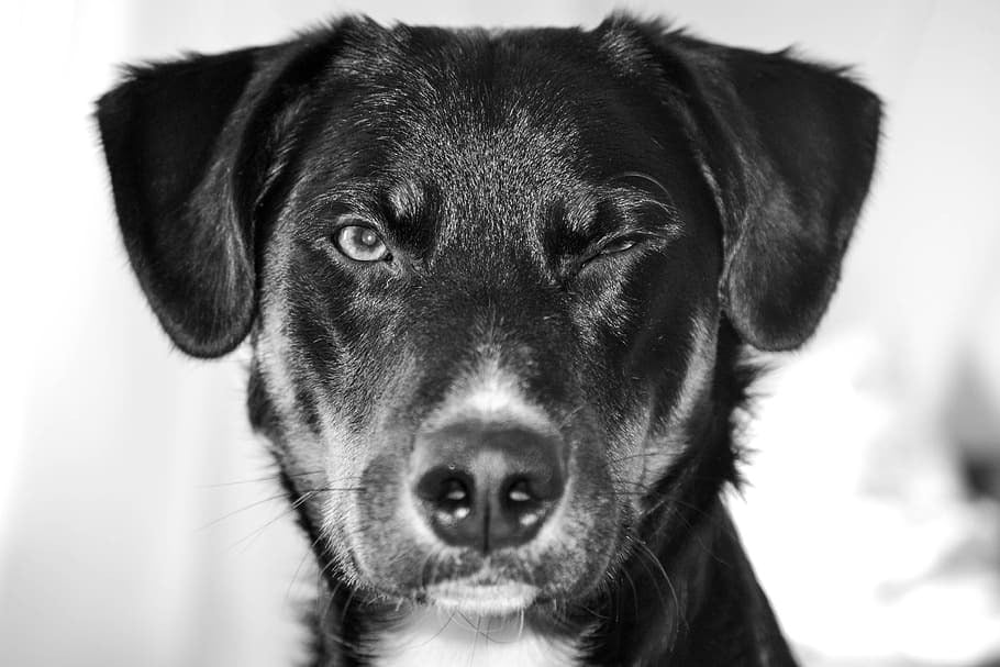 Szemférgesség kutyáknál - Tünet lehet, ha hunyorog a kutya