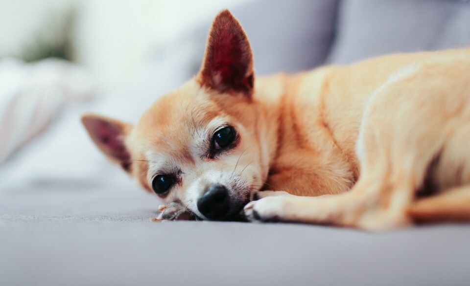 Idős kutya a családban - Az állatorvosi látogatás felfedheti a rejtett betegségeket is