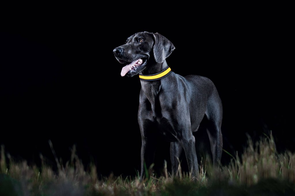 Világító nyakörv a kutyán - Sötétben jól jön