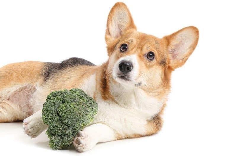 Brokkoli - Egészséges zöldség a kutyák számára is