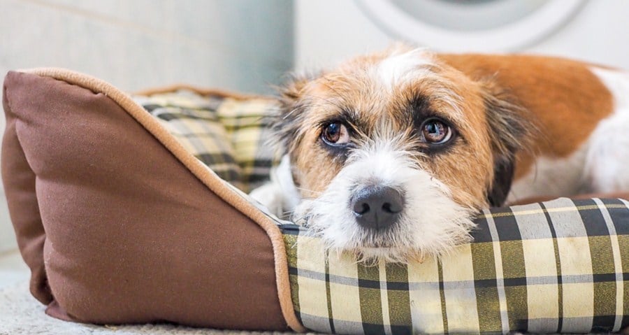 A stressz jelei kutyáknál - Biztonságos menedéket keresve elbújhat fekhelyén