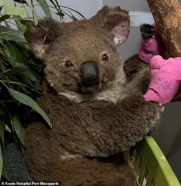 Sok sérült koalára bukkannak Ausztráliában 
