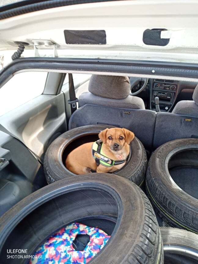 Engedjük meg kutyánknak, hogy felfedezze az álló autó minden zugát. Hadd ismerkedjen a szagokkal, zajokkal, csomagokkal!