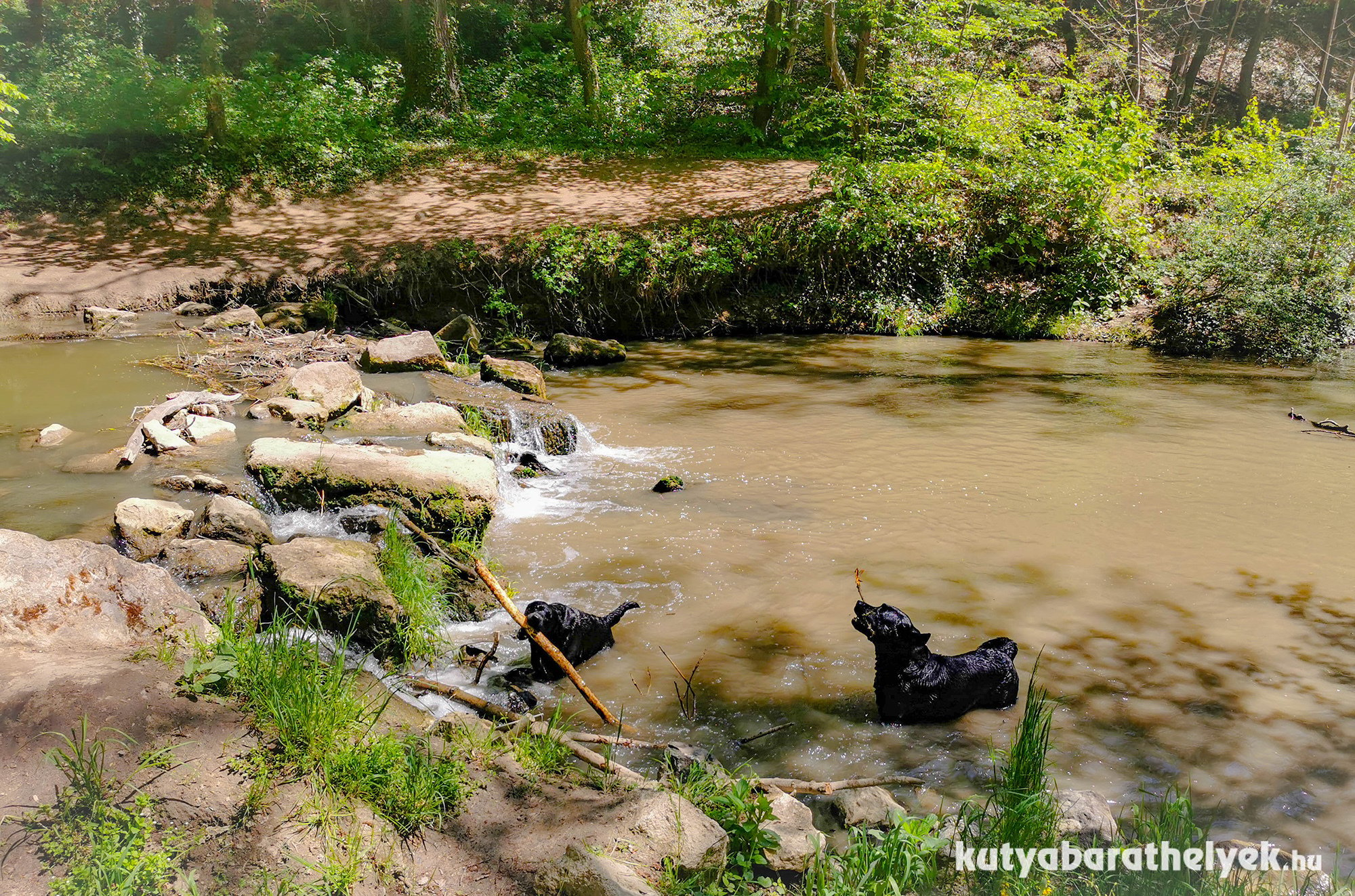 A Gaja Völgy nyáron - a kirándulás alatt a kutyák hűsölhetnek a patakban