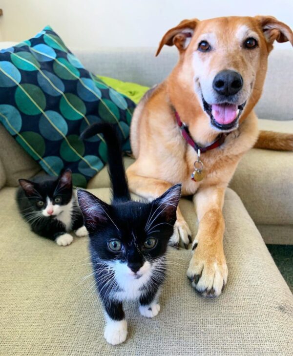 Több mint kutya-macska barátság: a kiscicák minden lépésére vigyáz a kutya