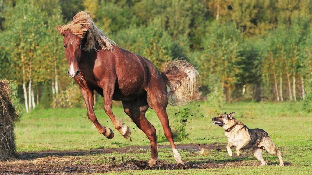 Kutyák és lovak - Játékos kergetőzés 