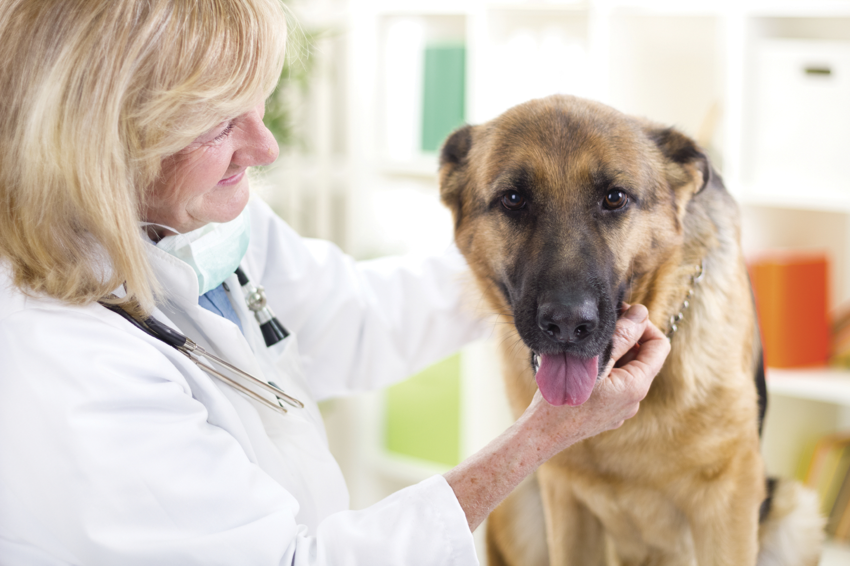 Életet menthet, ha időben állatorvosi ellátást kap a kutya