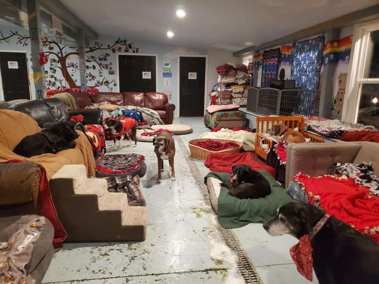 A Kis Piros Pajta nappalijában otthoni kényelem várja a kutyákat