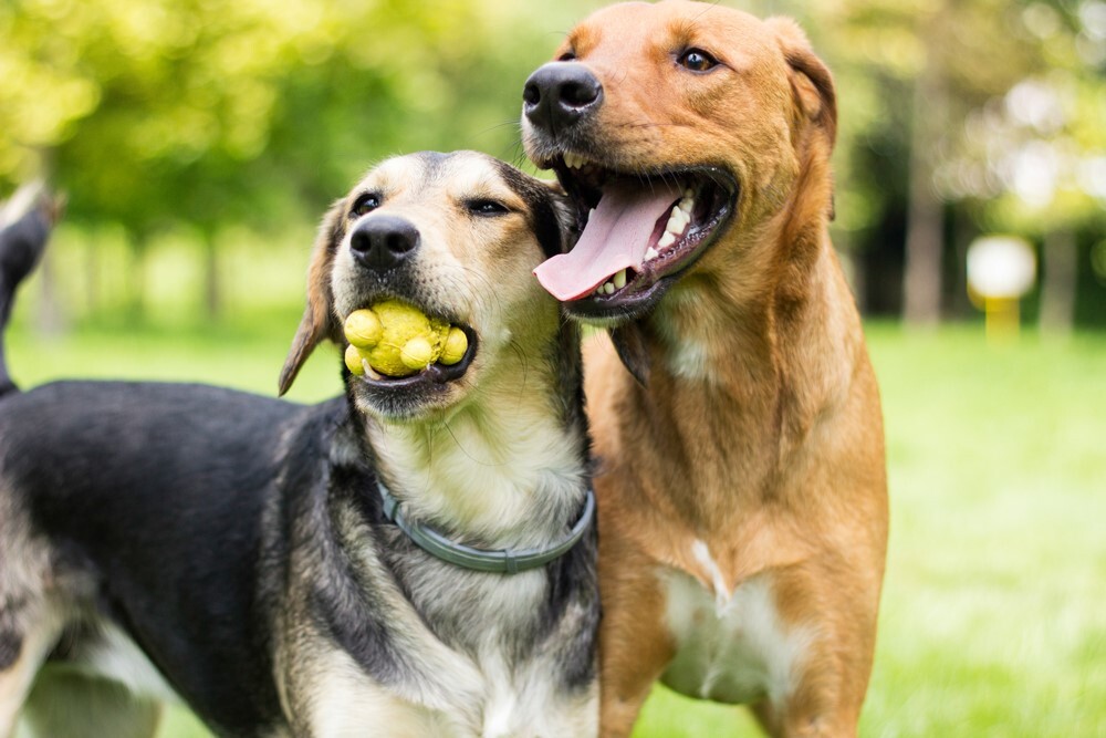 A méret- és színkülönbség ellenére a hasonló testfelépítés és habitus is elősegítheti, hogy két kutya összebarátkozzon