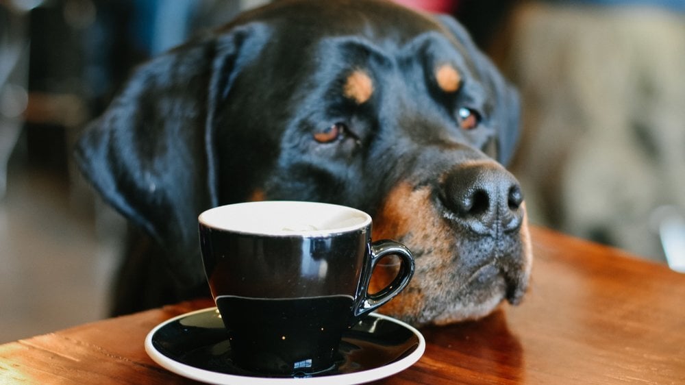 Kávé és kutyák - A koffein mérgező lehet kedvenceink számára