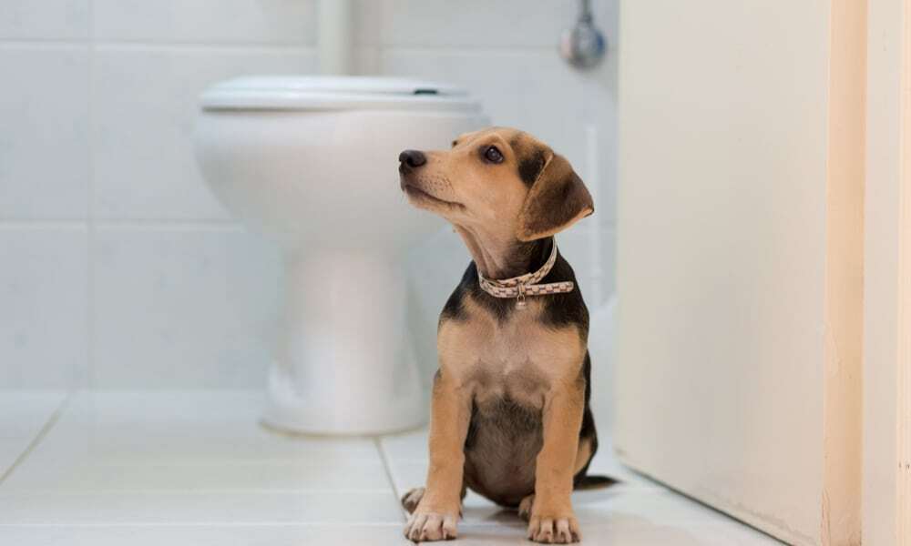 A vécé fedele mindig legyen csukva, hogy a kutya ne férjen hozzá