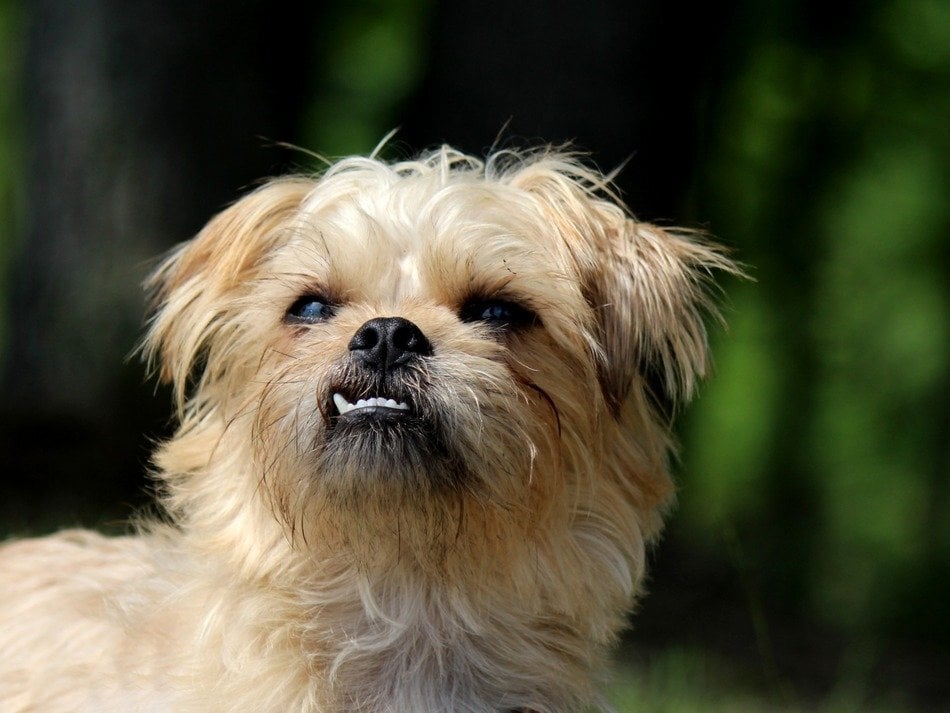A kistestű kutyák hajlamosabbak lehetnek a fogakat érintő betegségekre