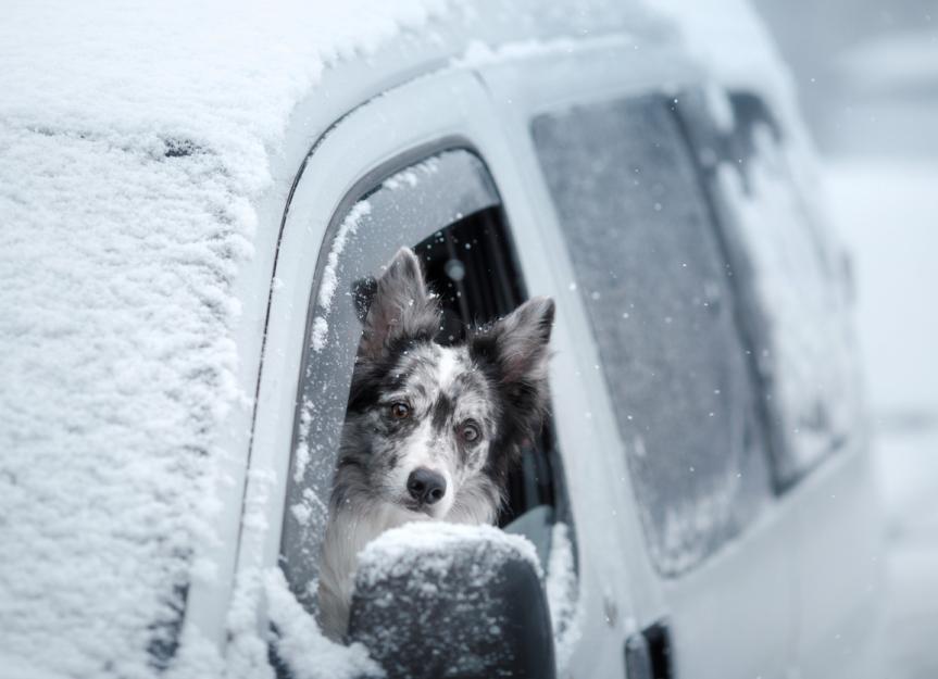 Téli veszélyek - Fagyálló mérgezés kutyáknál