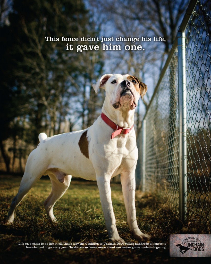 Ez a kerítés nem csupán megváltoztatta a kutya életét - hanem egy újat adott neki!