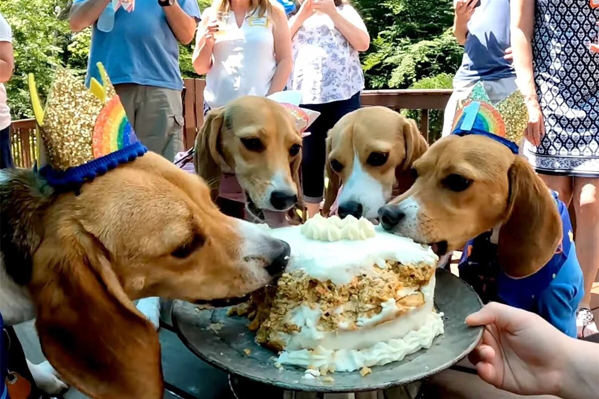 Szülinapi tortával és ajándékokkal ünnepelték szabadulásuk évfordulóját a laborból mentett Beagle kutyusok