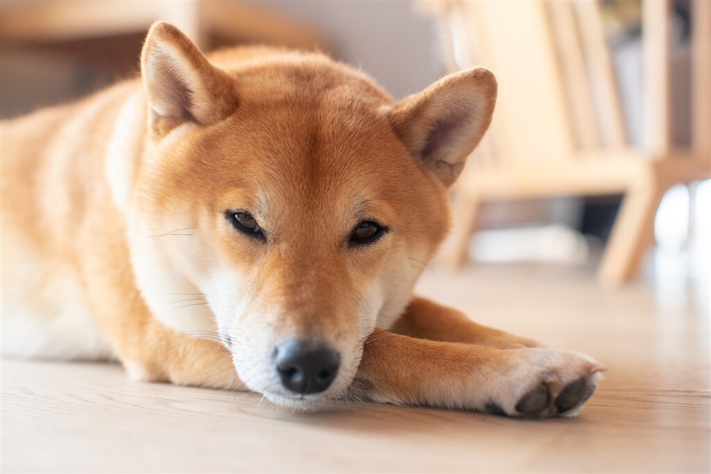Shiba inu, japán kutyafajta