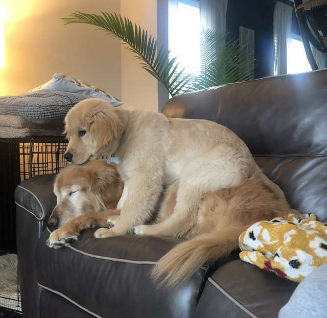 A két kutya a pihenő idejüket is együtt tölti