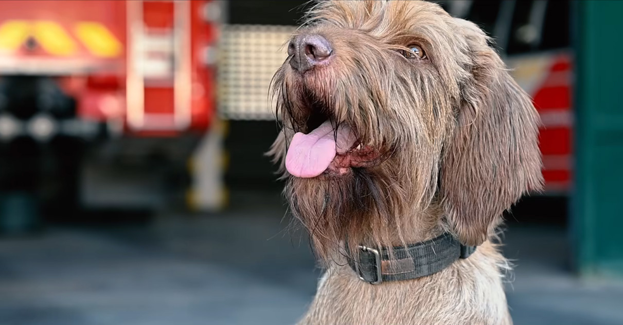 Nyugdíjba vonul Kabos, a katasztrófavédelem tűzvizsgáló kutyája