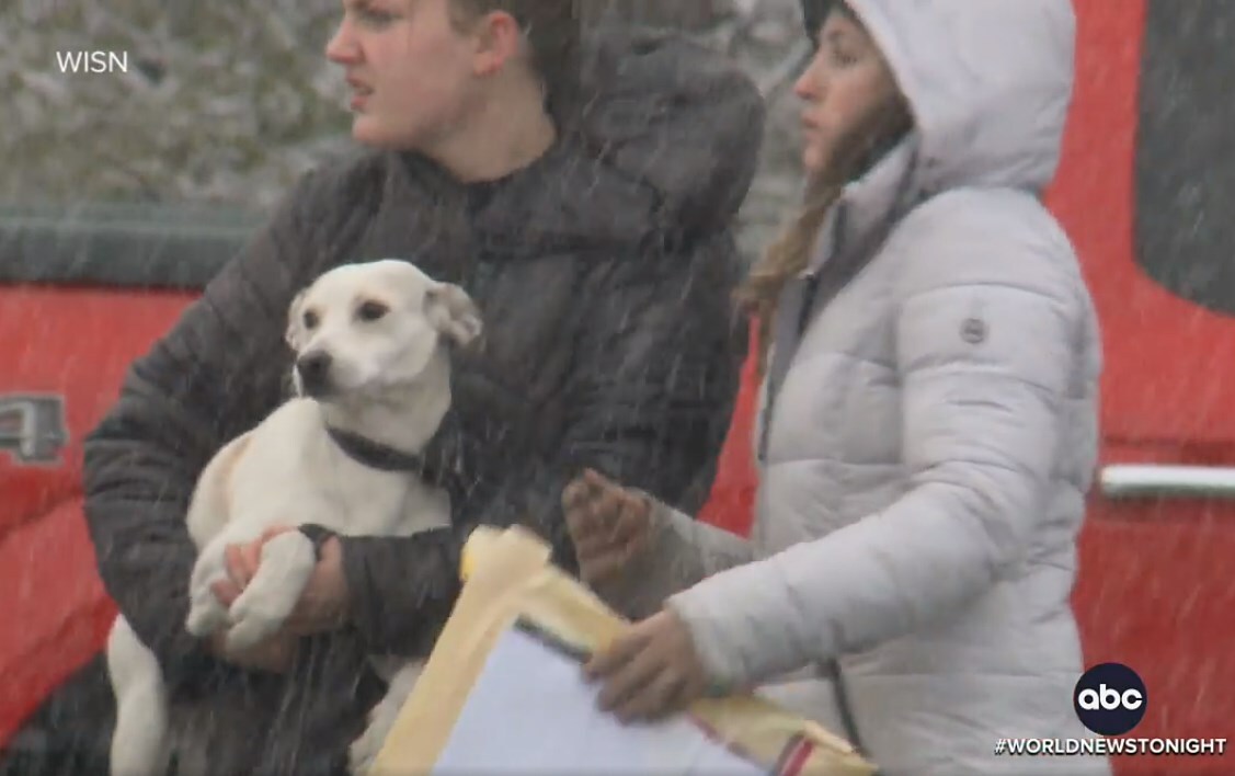 Sokan érkeztek a bajbajutott kutyák segítségére
